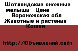 Шотландские снежные малыши › Цена ­ 5 000 - Воронежская обл. Животные и растения » Кошки   